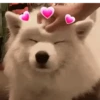 Funny dogs🐕🐶 7