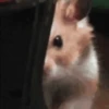 Reações de animais 😍 8