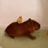 Capybara capibara✨❣️ 10
