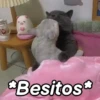 🤎Gatitos con Frases😼 9