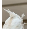 MARCELOCALOPSITA 8