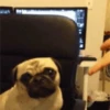 Perritos 7