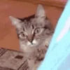 котята для чата 21