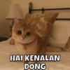 MEOWW 8