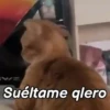 🤎Gatitos con Frases😼 16