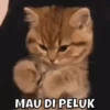 MEOWW 11