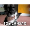 Memes de Gatitos Mov.🐱 6