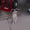 котята для чата 17