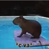 Capybara capibara✨❣️ 22