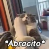 🤎Gatitos con Frases😼 10