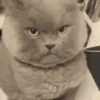 котята для чата 10