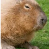 ✨Capybara✨ 6