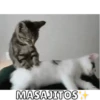Memes de Gatitos Mov.🐱 7