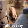 😻 Esse gatinho vc ainda ñ tem 19