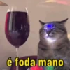 Reações de gatinhos 🐈‍⬛ 14