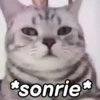 🤎Gatitos con Frases😼 13
