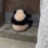 Panda 🐼 13