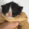 котята для чата 22