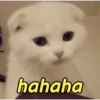Gatíneos 🐈 7