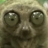 Funny Animals reactions🤣 15