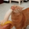 котята для чата 19
