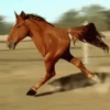 Funny Animals reactions🤣 6