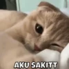 MEOWW 9