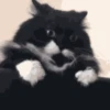котята для чата 14