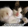 MEOWW 10