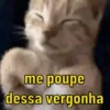 Reações de gatinhos 🐈‍⬛ 9