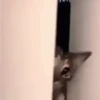 😽GATITOS CURA DEPRESIÓN😽 9