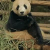 Panda 🐼 15