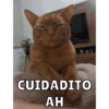 Memes de Gatitos Mov.🐱 8