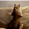 Gatíneos 🐈 6