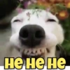 Funny Animals reactions🤣 9