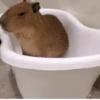 Capybara capibara✨❣️ 25