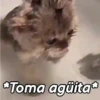 🤎Gatitos con Frases😼 6
