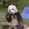 Panda 🐼 9