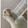 MARCELOCALOPSITA 6