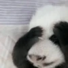 Panda 🐼 7