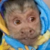 Changuito George 🐵❤️ 5