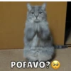 Memes de Gatitos Mov.🐱 5