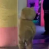 Osito_dance/perreando 13