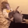 एनिमेटेड बंदर 9