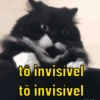 Reações de gatinhos 🐈‍⬛ 5
