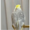 MARCELOCALOPSITA 9