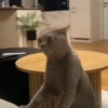 🎵 TIKTOKeando 5🎵 10