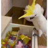 ZEZÉ CACATUA 💛 13
