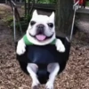 Dogs 🐶 6