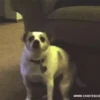 ? MEMES FELIZ 5